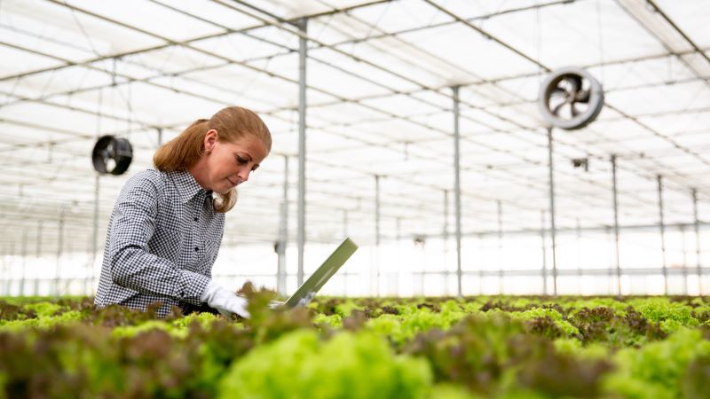 Dona treballant en un hivernacle Persona utilitzant un portàtil en un hivernacle envoltat de cultius verds sota estructura transparent