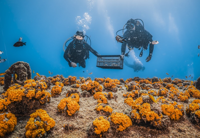 Dos submarinistes transportant una caixa sobre escull cobert de coralls taronges.