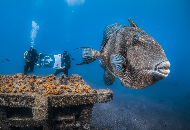 Peix gran davant d’estructura coberta de coralls taronges amb dos submarinistes sostenint cartell amb la marca imagin.