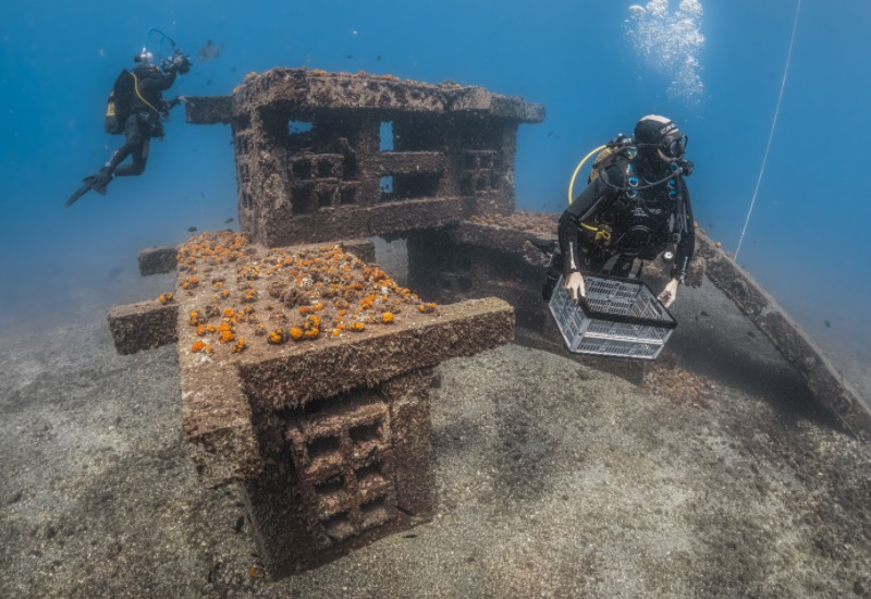 Submarinista sostenint caixa davant d’estructura submergida amb coralls taronges i un altre submarinista al fons.
