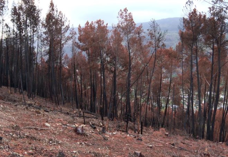 Un bosc amb els arbres cremats 