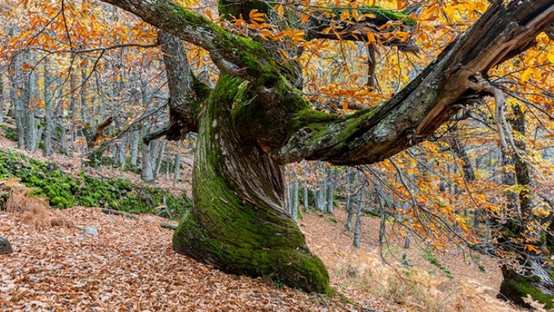 Un dels arbres del bosc de Castanyers del Temblar, a C&agrave;ceres