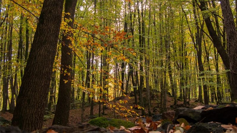 Interior de la Fageda d&rsquo;en Jord&agrave;, a Girona