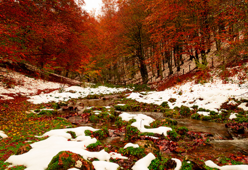 Bosc d'Irati, Navarra