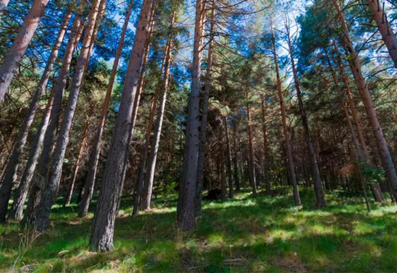 Pinar de Hoyocasero, Ávila