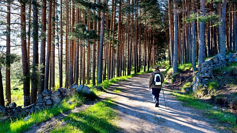 Un senderista camina entre arbres alts de la ruta de la Pineda d'Hoyocasero, a &Agrave;vila.