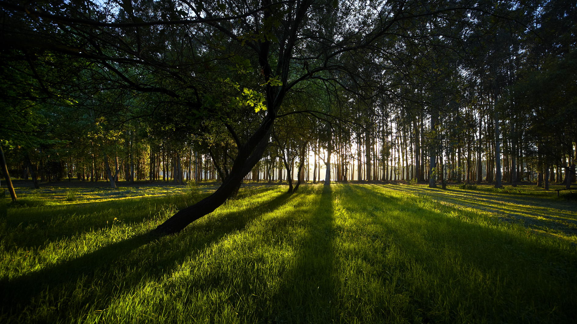 Cultivo forestal de Ence en Navia (Asturias)