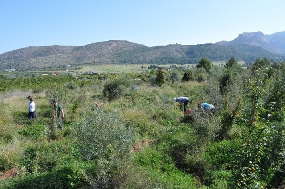 Voluntarios limpiando uno de los bosques de la zona del Mediterráneo