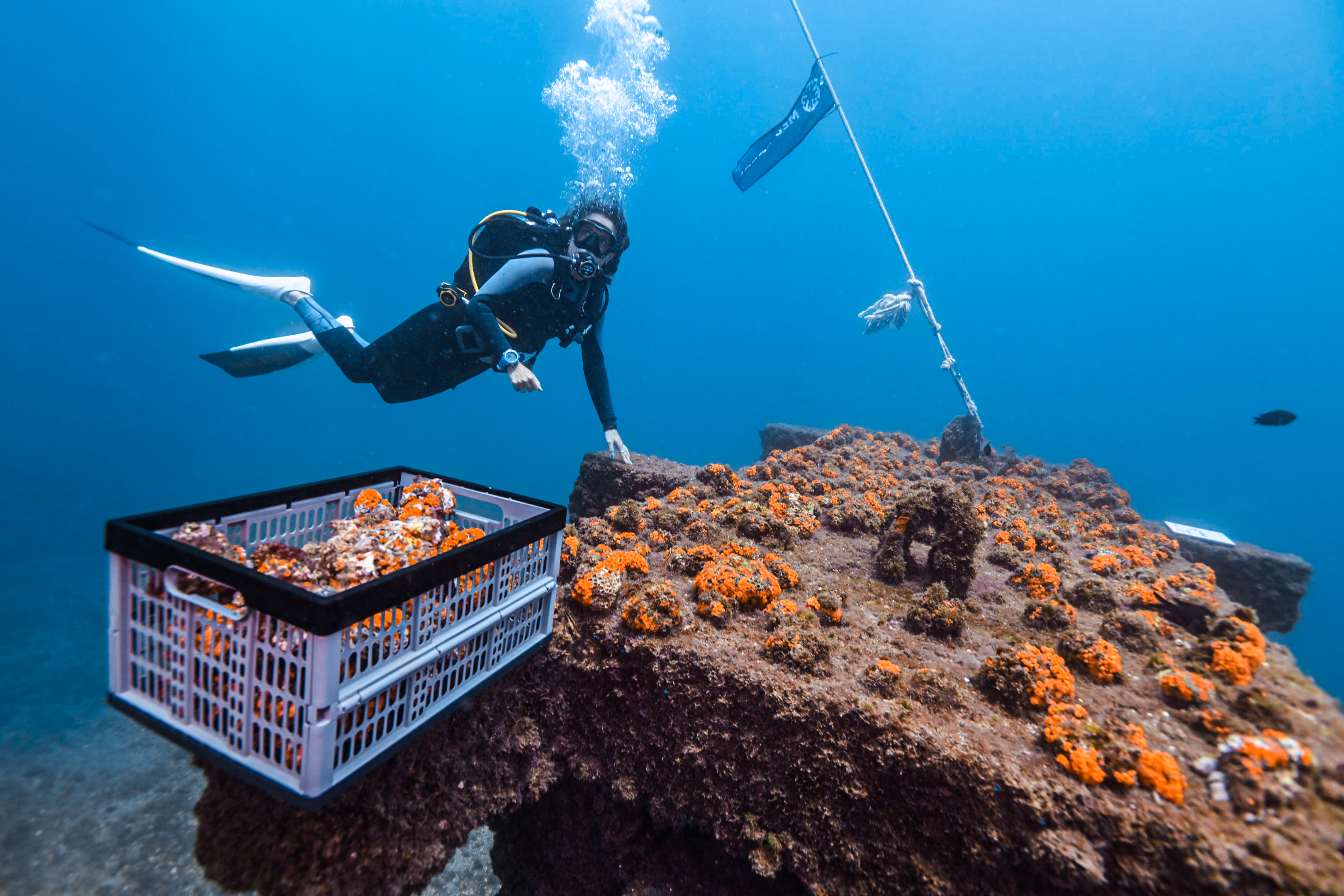 La involucración de imagin en el proyecto resulta fundamental para el estudio, seguimiento y mantenimiento de estos primeros jardines de coral naranja.