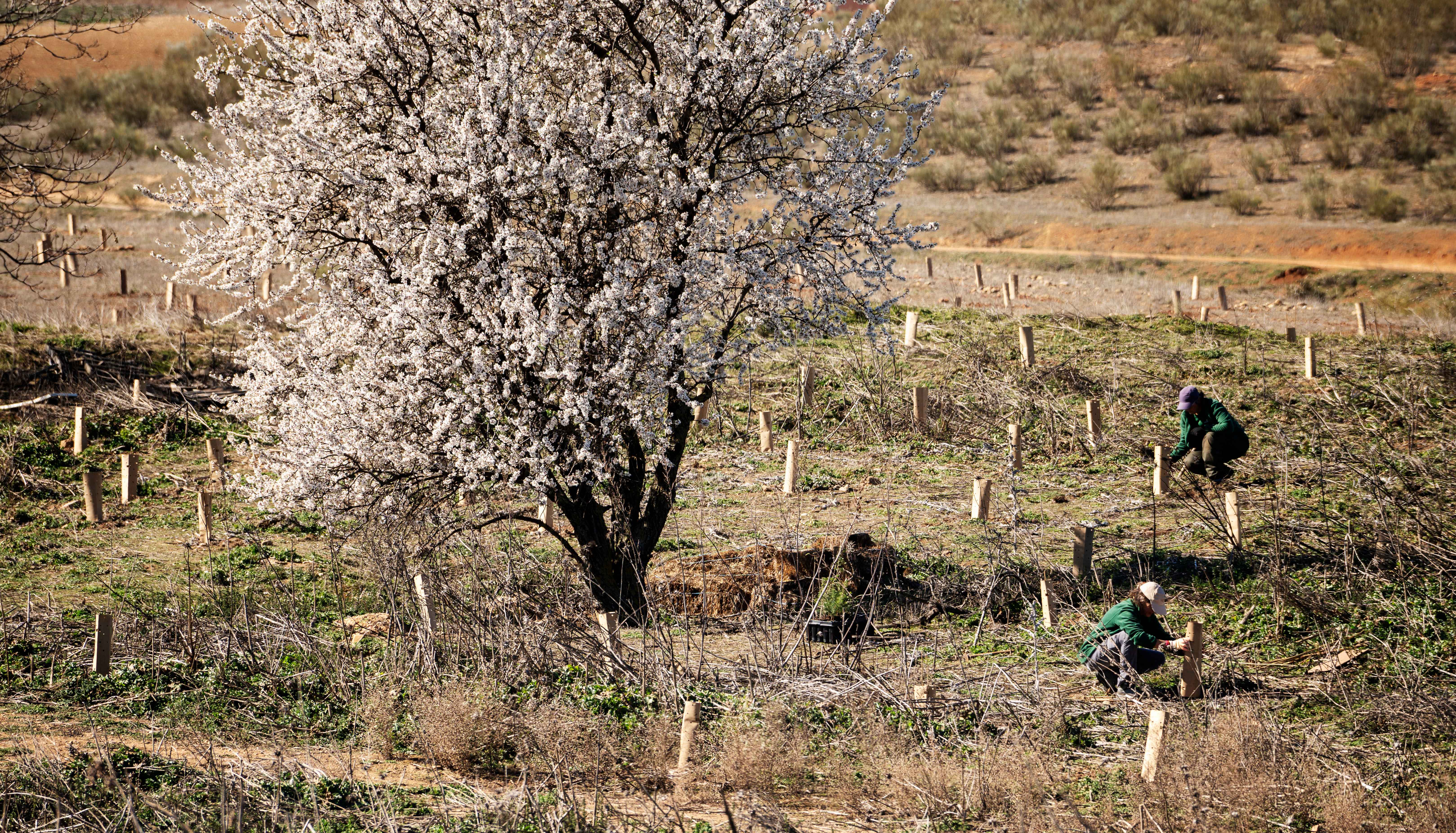 Imagen de uno de los proyectos de Reforesta, seleccionado en la ‘Convocatoria de Medioambiente y Desarrollo Sostenible’.