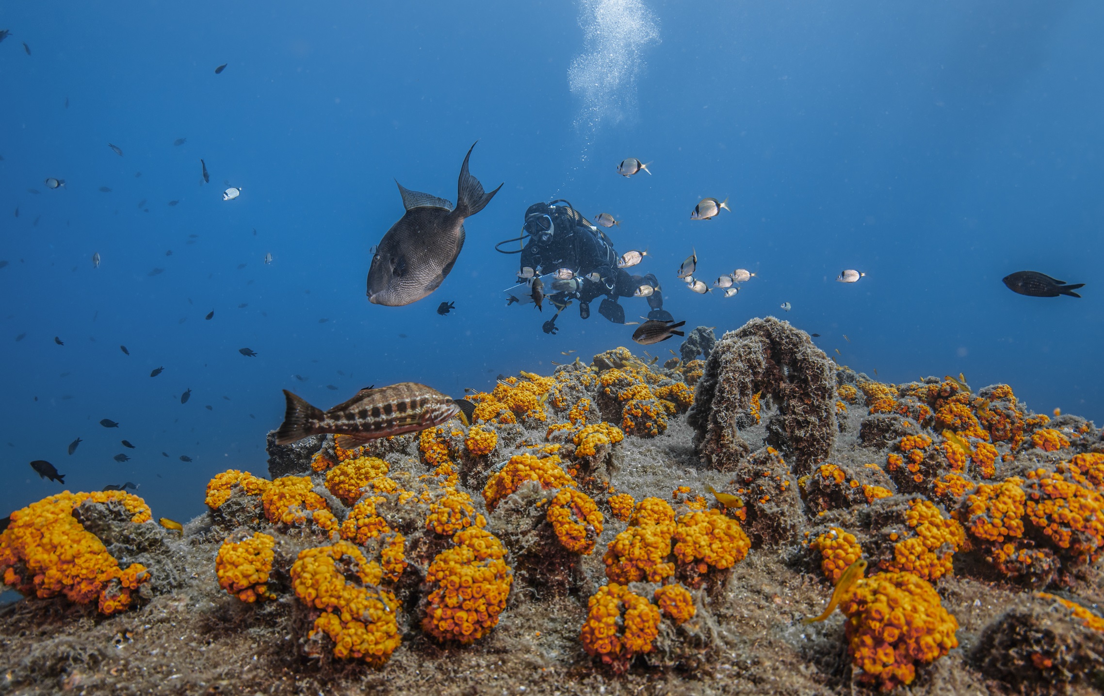 En la zona se han rescatado y trasplantado más de 6.000 colonias de coral naranja y se han sembrado más de 4.000 larvas.