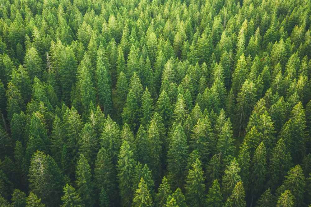CaixaBank va compensar les emissions de CO₂ derivades de la seva activitat durant 2019 amb el recolzament a un projecte per a protegir més de 27.000 hectàrees de bosc amazònic al Brasil