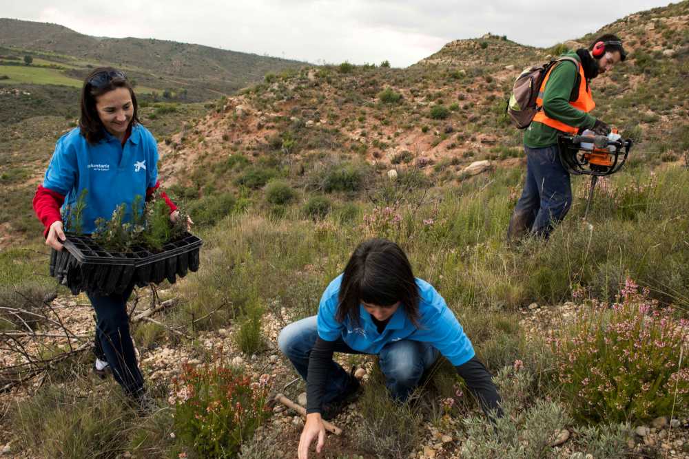 Técnicos y voluntarios de “la Caixa”, durante la reforestación de un bosque quemado en Montserrat.