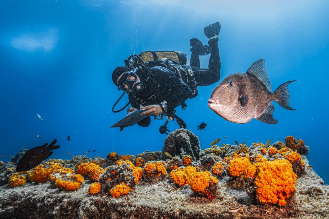 Submarinista revisant l’evolució dels coralls taronges en un dels esculls artificials