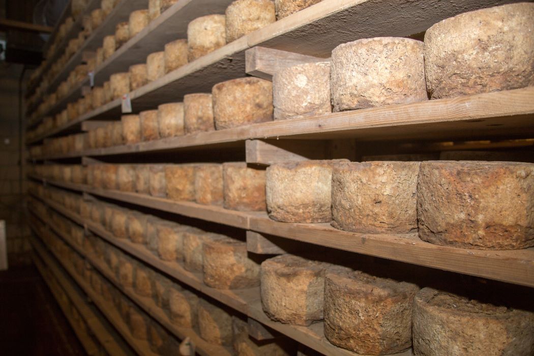 Estanterías de madera con ruedas de queso curándose en una cámara de afinado, alineadas en filas paralelas con textura rústica y ambiente controlado.