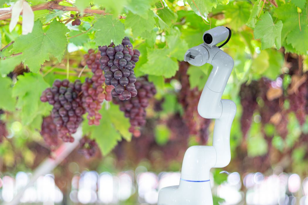 Braç robòtic amb càmera supervisant raïms en una vinya, exemple d’aplicació d’intel·ligència artificial en l’agricultura de precisió