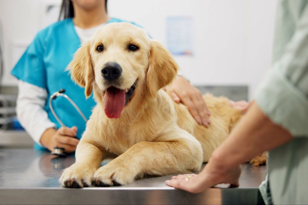 Gos de raça golden retriever sobre una taula d’exploració veterinària mentre rep una revisió en una clínica
