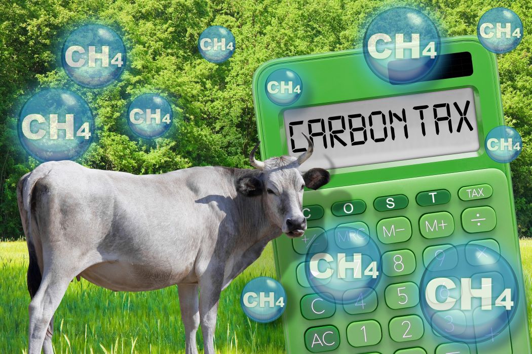 Vaca en un prat al costat d’una calculadora amb el text “Carbon Tax”, envoltada de bombolles de metà (CH4), simbolitzant la fiscalitat de les emissions ramaderes.