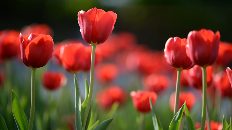 La crisis de los tulipanes, la primera burbuja económica de la historia