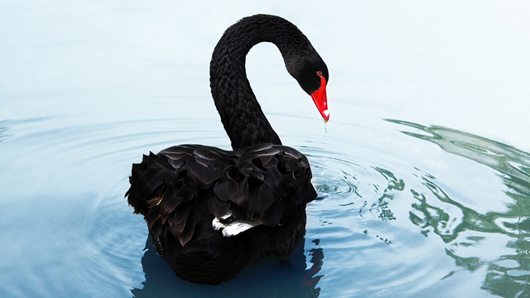 La Teoría del Cisne Negro