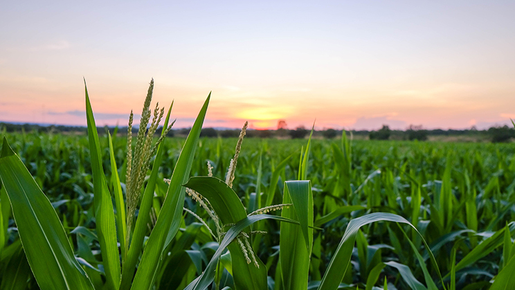 El cambio climático y el sector agroalimentario