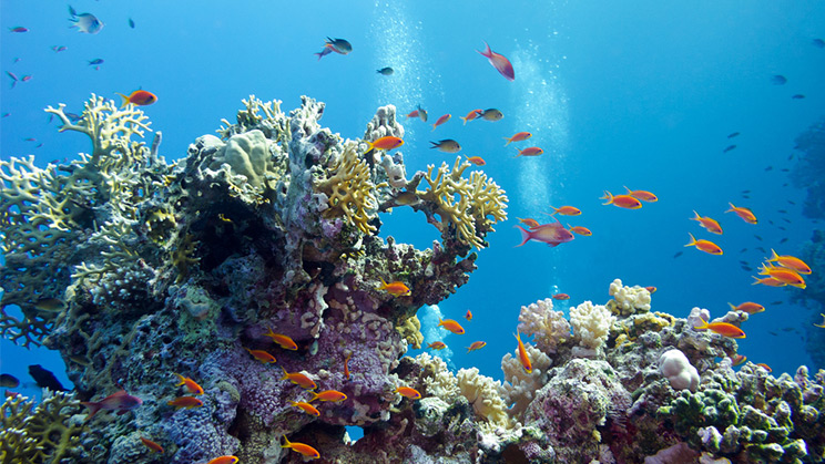 Blue bonds, emisión de deuda para proteger los mares