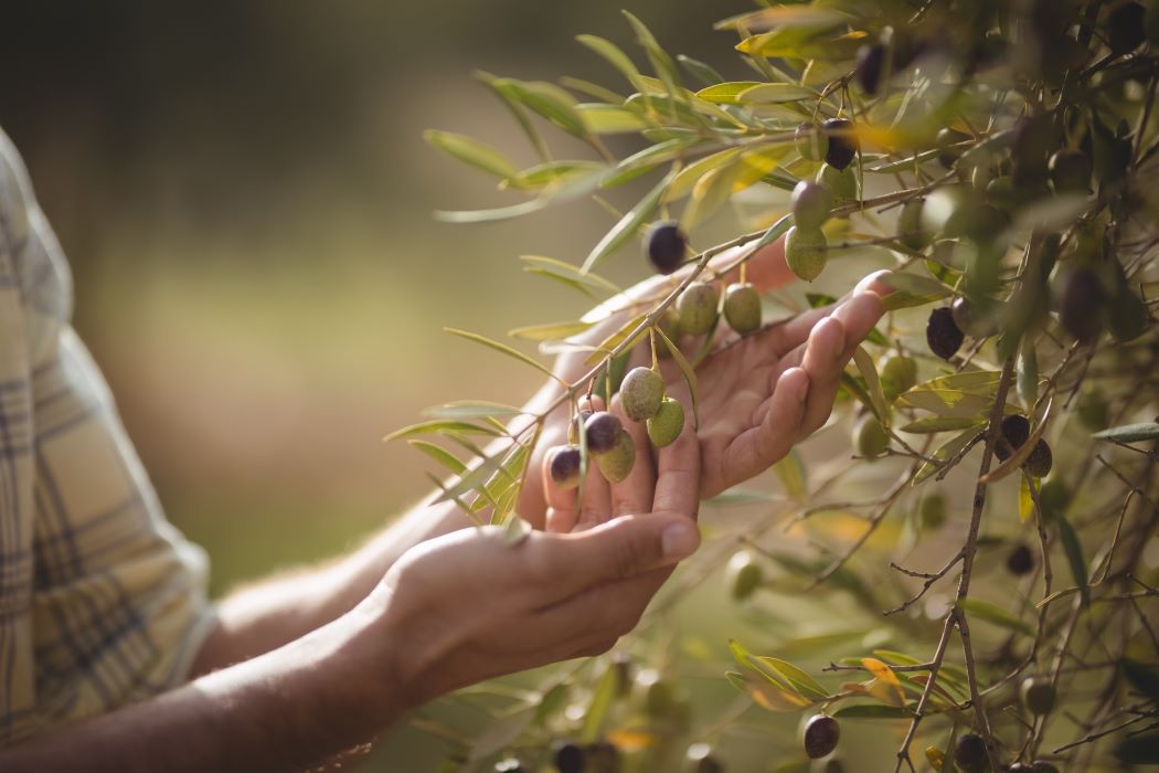 Unes mans recollint olives d'una branca d'olivera, amb fulles verdes i fruits madurs en un entorn natural
