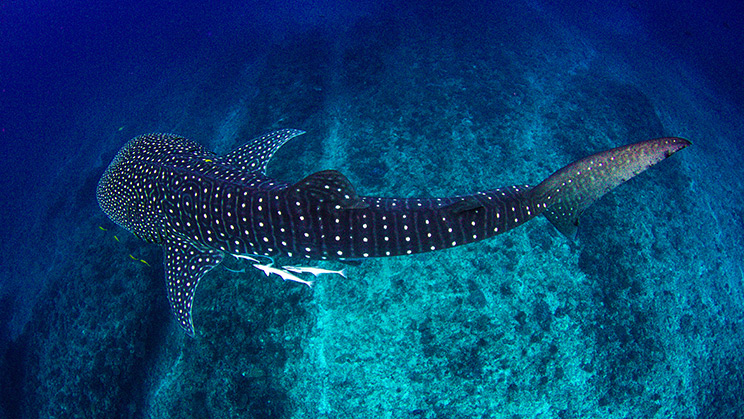 Usos de la IA en ecología y medioambiente