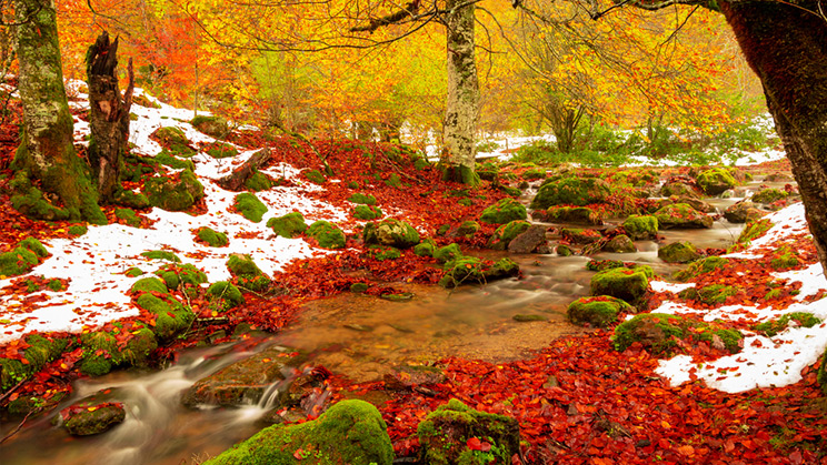 Imagen de un bosque en otoño con hojas caídas y en tonos amarillas