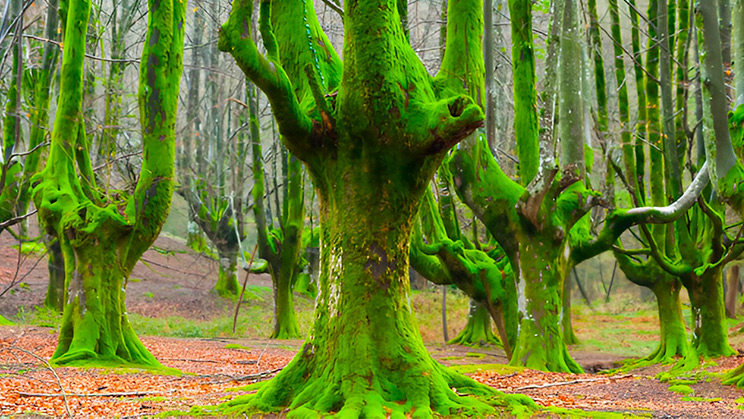 Seis datos sobre los bosques españoles, nuestros aliados contra el cambio climático
