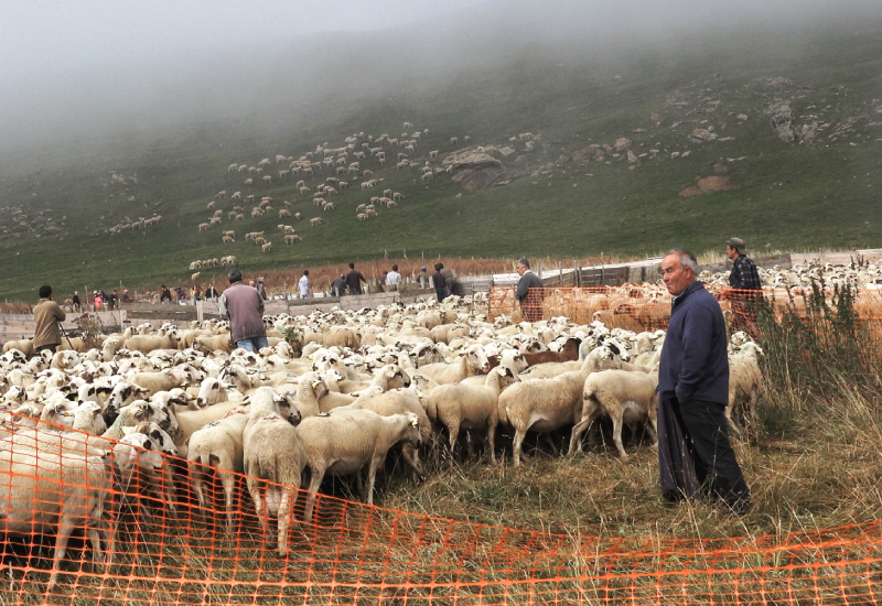 El pastor Antonio Peir&oacute; con su reba&ntilde;o.