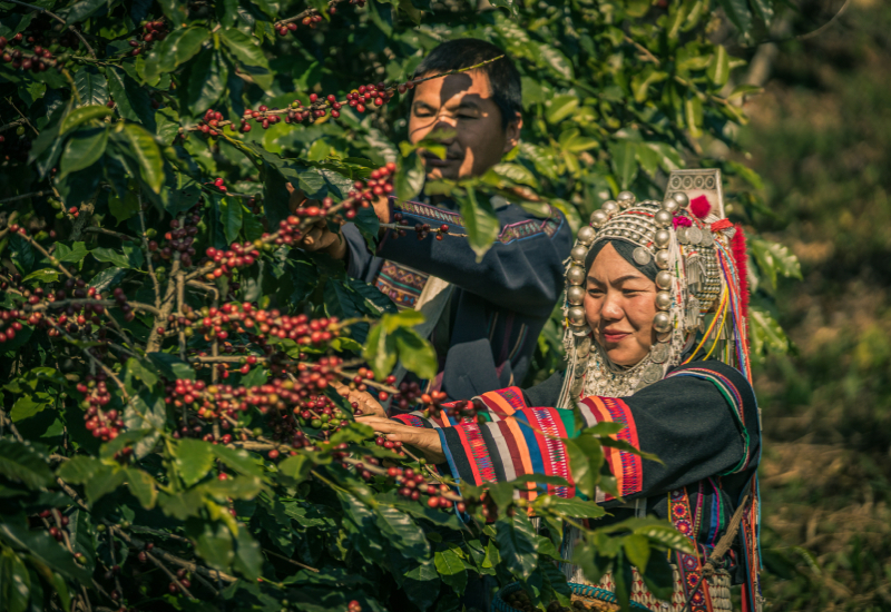 Dos agricultores vestidos con trajes tradicionales recolectan caf&eacute;