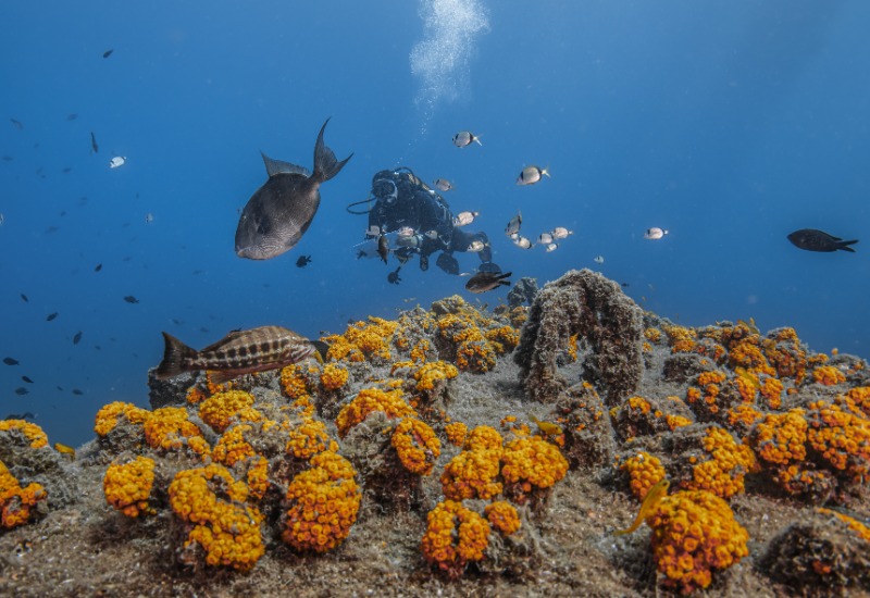 Buzo junto a un pez grande revisando colonias de coral naranja en estructura sumergida 