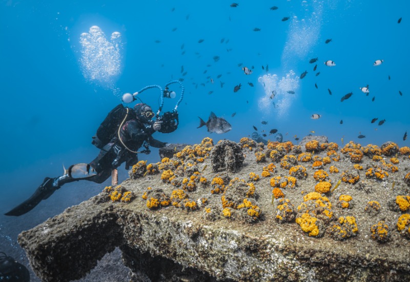 Submarinista observando colonias de coral naranja en plataforma artificial con peces alrededor
