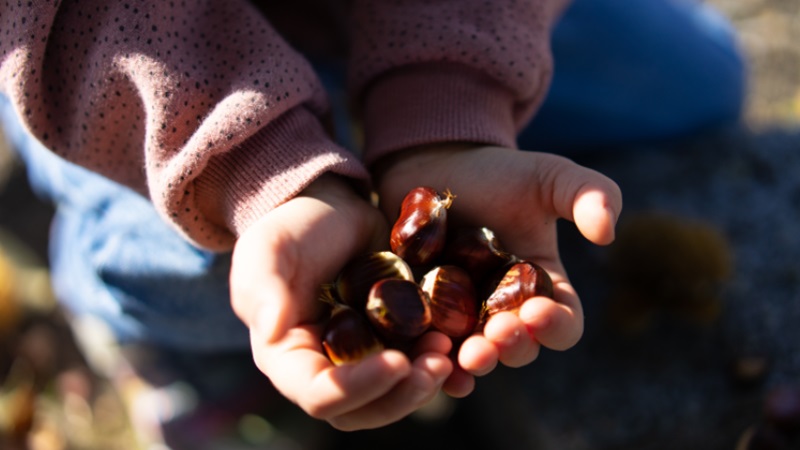Manos infantiles sujetan unas casta&ntilde;as en el bosque