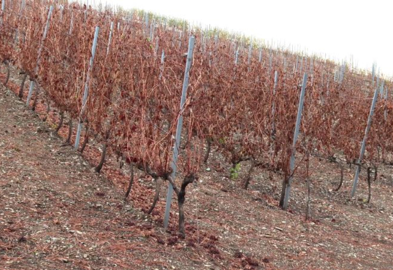 Un paisaje quemado con algunos brotes verdes en los viñedos 