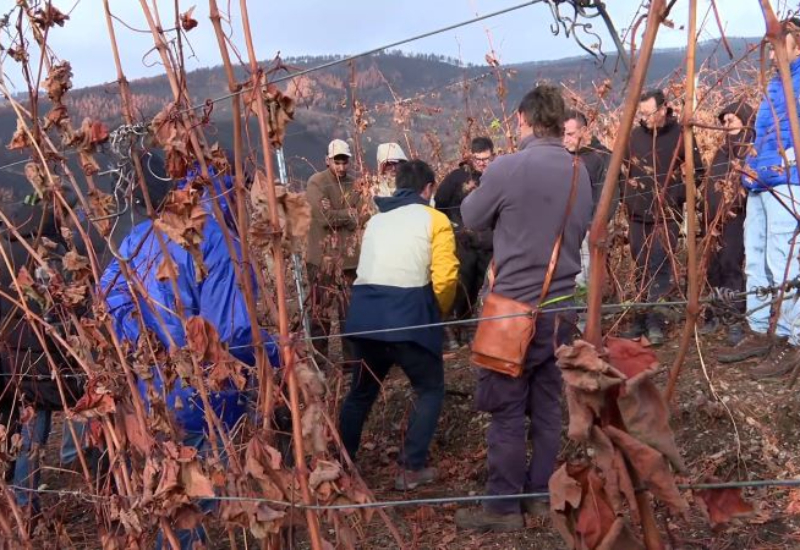 Grupo de viticultores escucha las explicaciones de Julián Palacios  
