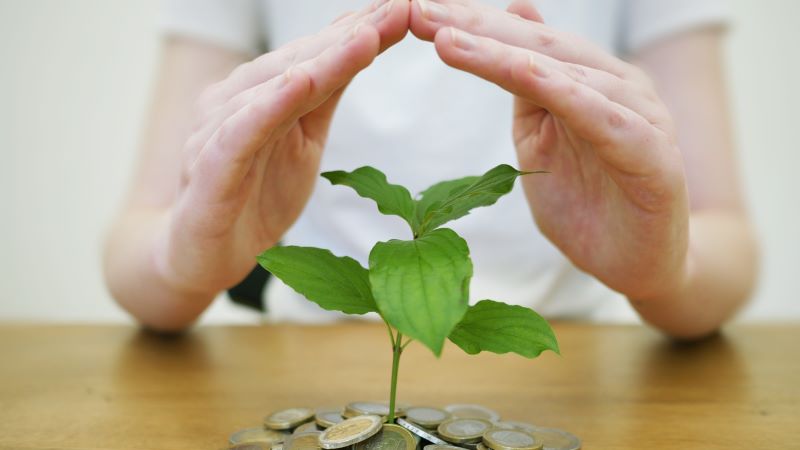 Unas manos protegen una planta que está en pleno crecimiento