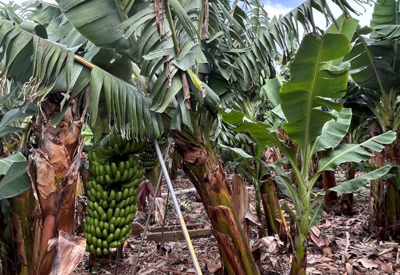 Imagen de una finca de pl&aacute;tanos en la isla de La Palma