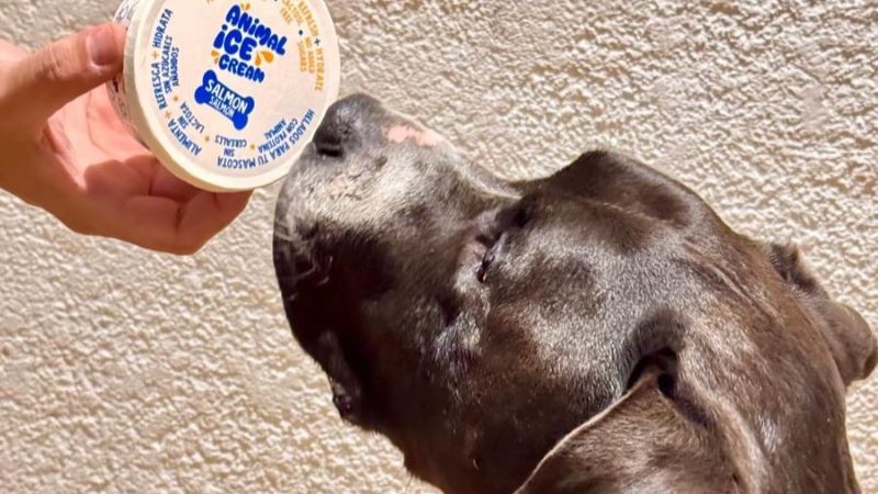 Helados para perros y gatos de El Geladet Helados para perros y gatos de El Geladet