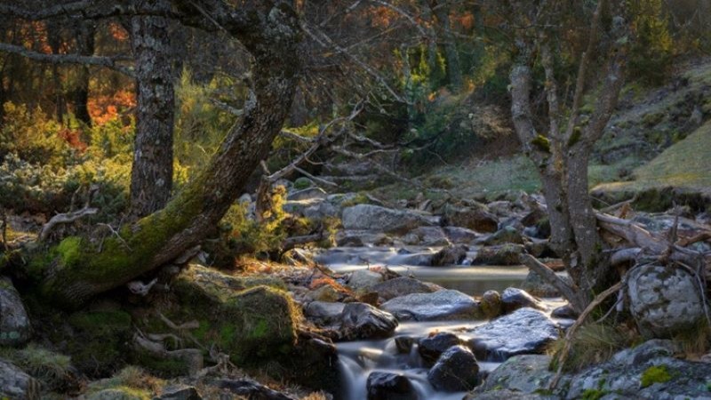 Bosque Finlandia, Comunidad de Madrid Bosque Finlandia, Comunidad de Madrid