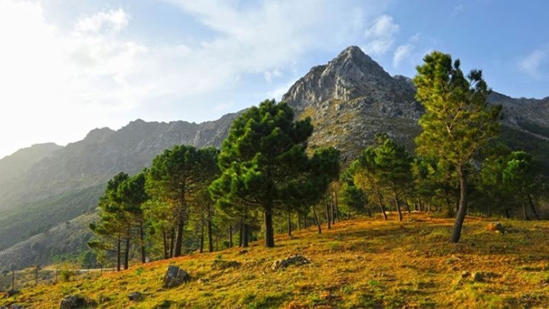 El Pinsapar de Grazalema (Cádiz) El Pinsapar de Grazalema (Cádiz)