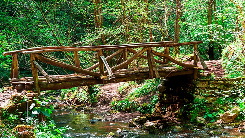 Imagen de un puente de madera entre vegetaci&oacute;n dentro de la Ruta de las Xanas, en Asturias